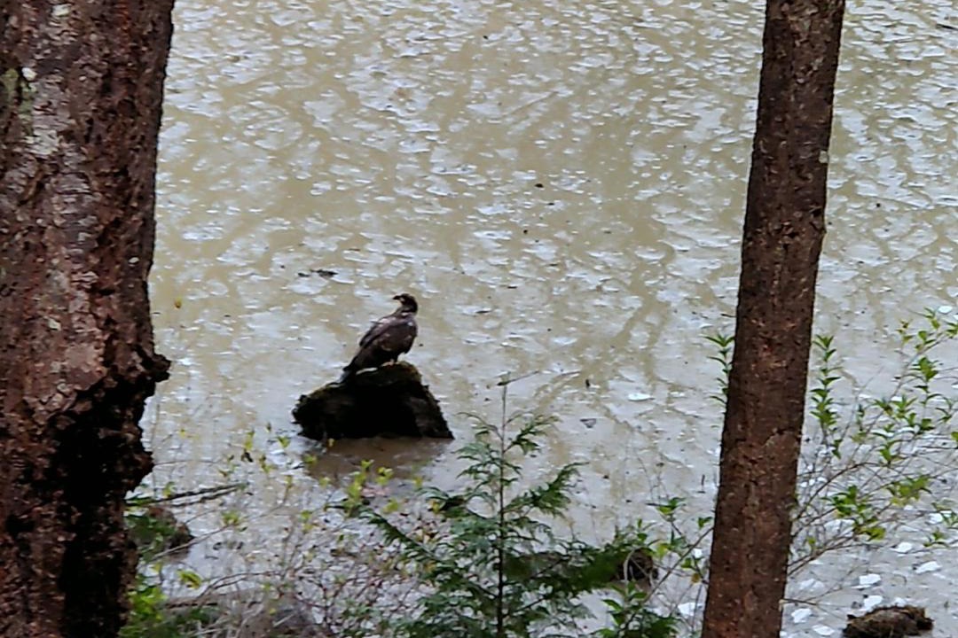 Photo of Others in Madeira Park